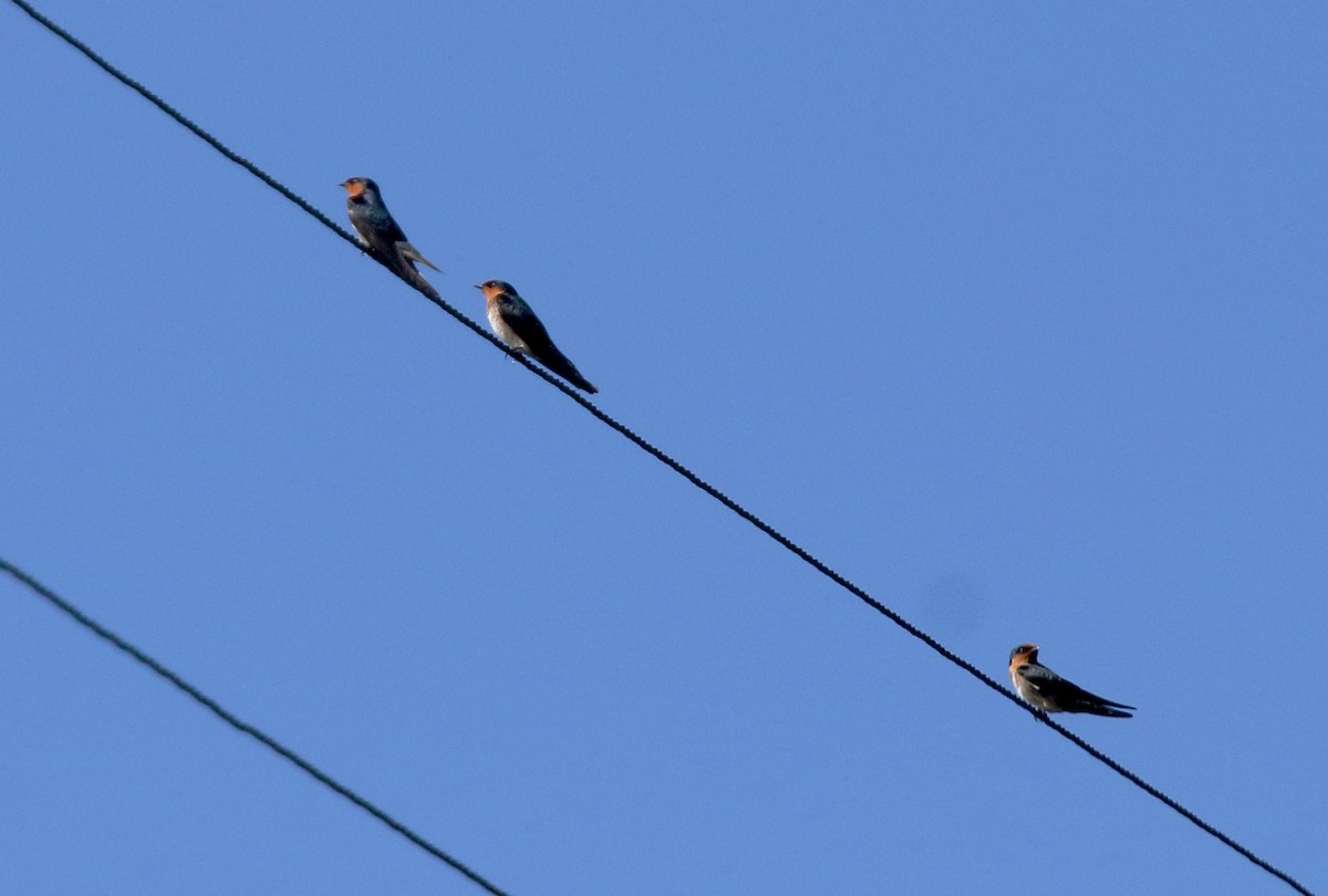 Hill Swallow - ML646908414