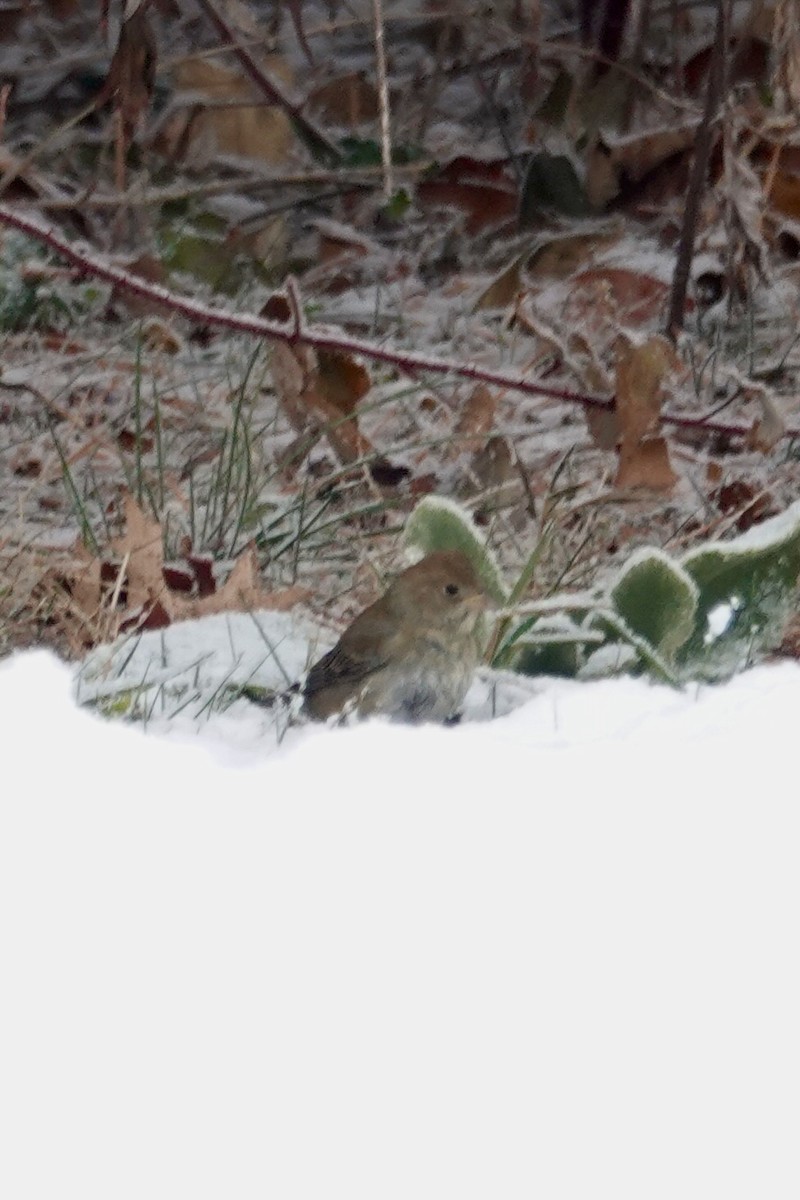 Indigo Bunting - ML646908423