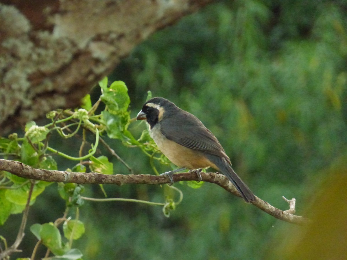 oransjenebbsaltator - ML646908429