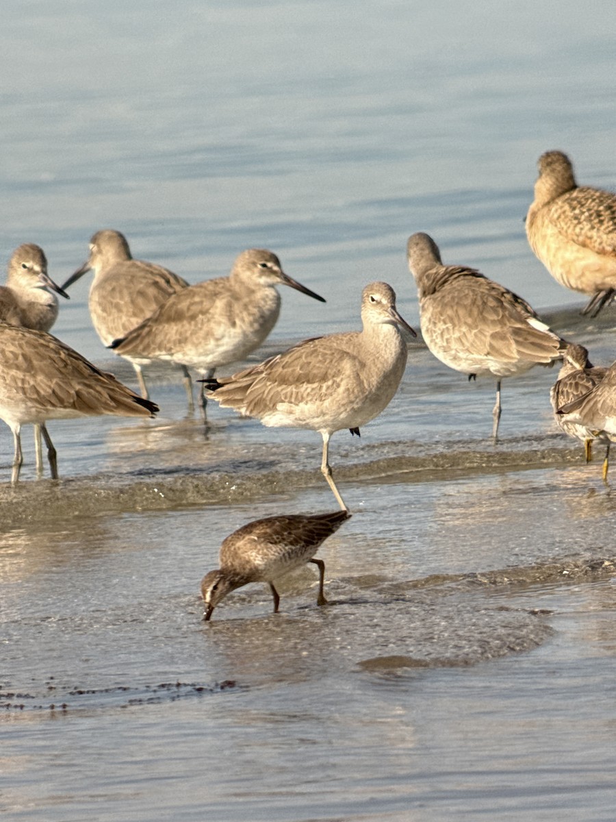 Willet - ML646908440