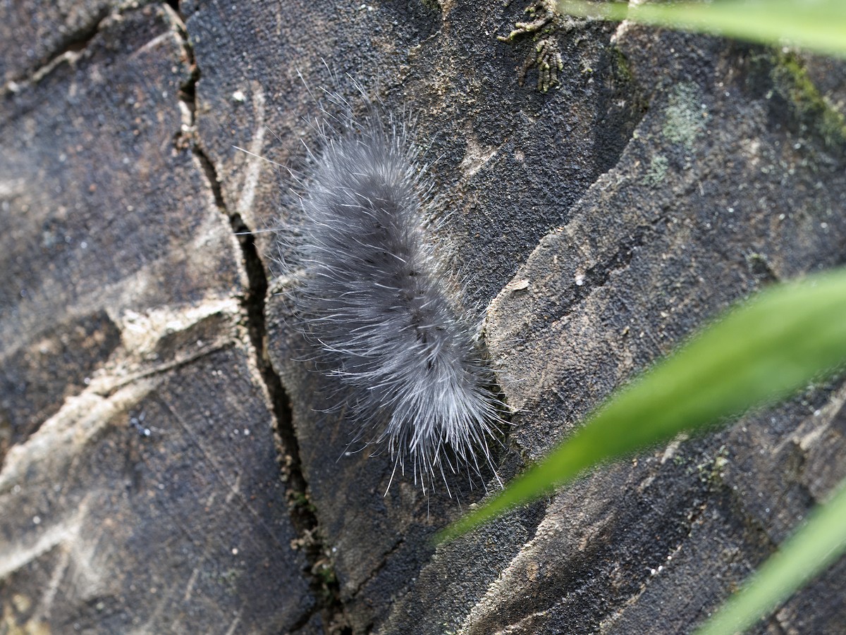 昆蟲綱 - ML646908441