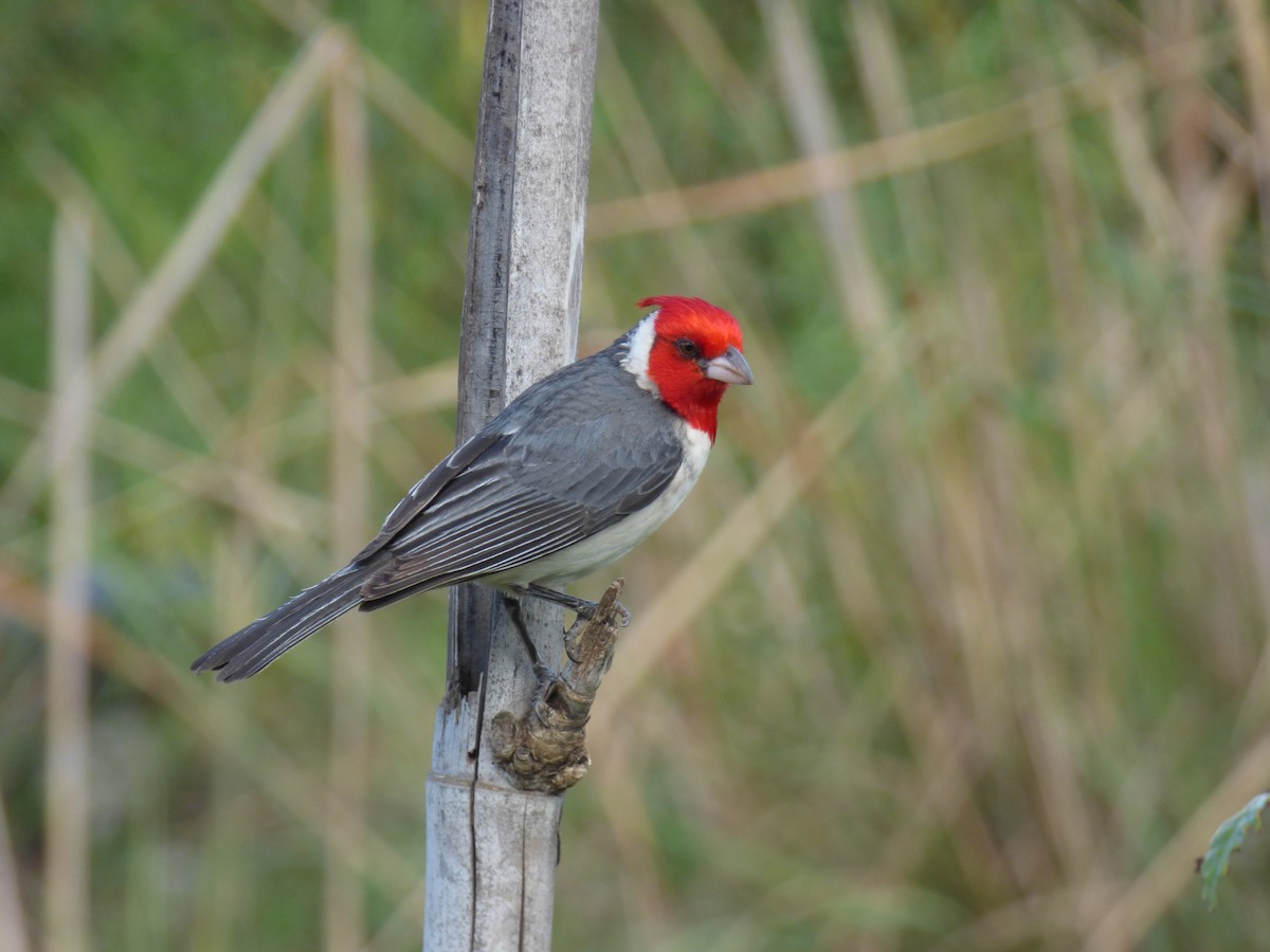 Paroare huppé - ML646908448