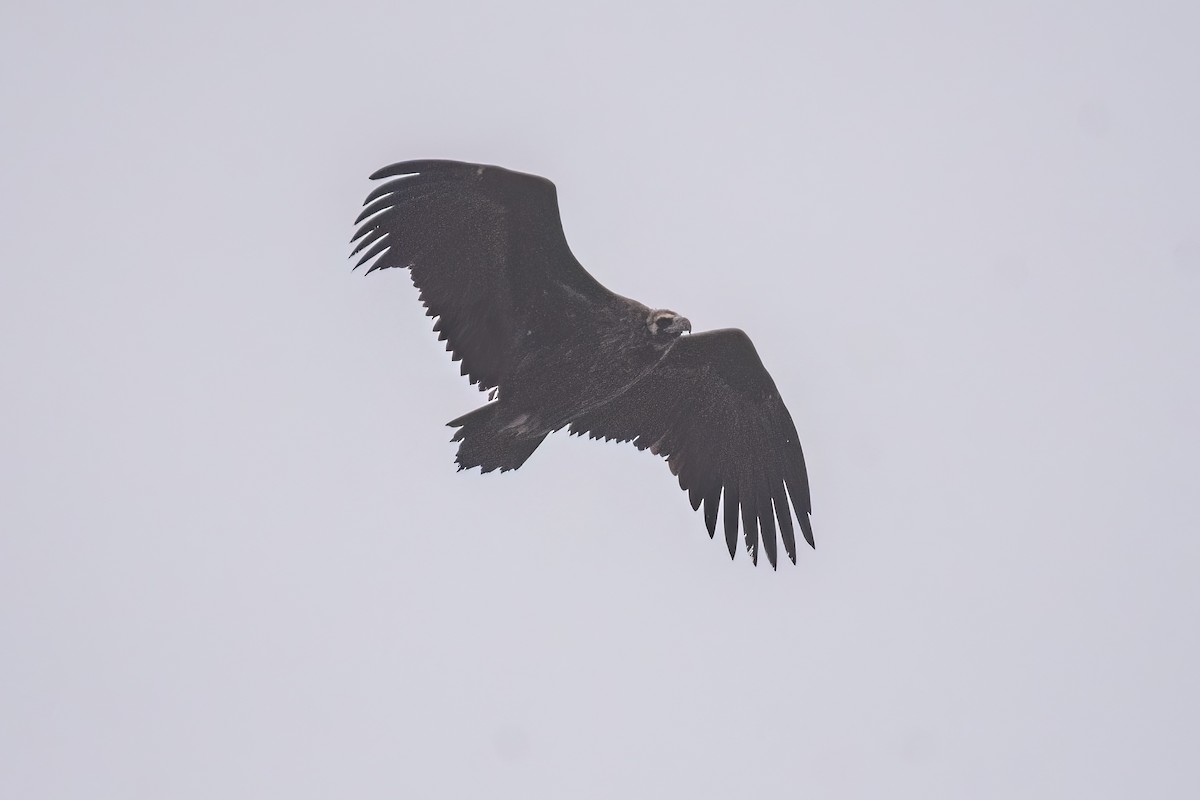 Sai beltza - ML646908449