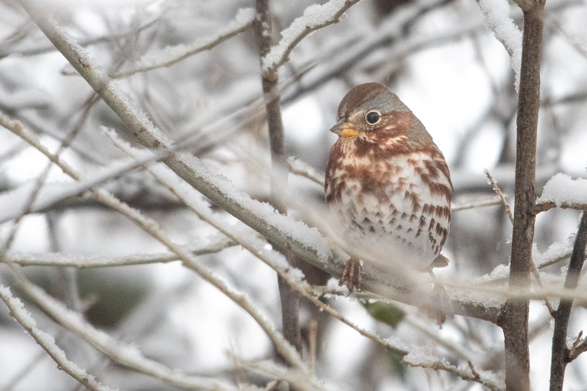 Fox Sparrow - ML646908454