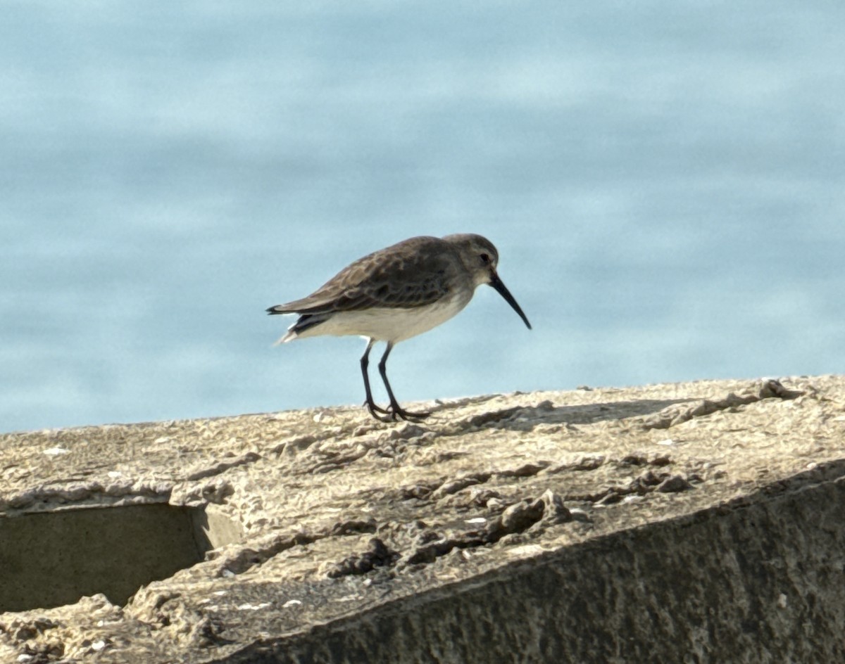 Dunlin - ML646908455