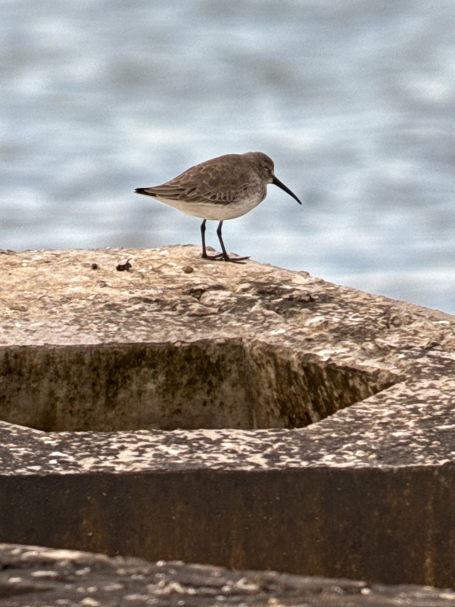 Dunlin - ML646908456