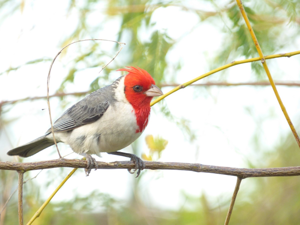 Paroare huppé - ML646908459