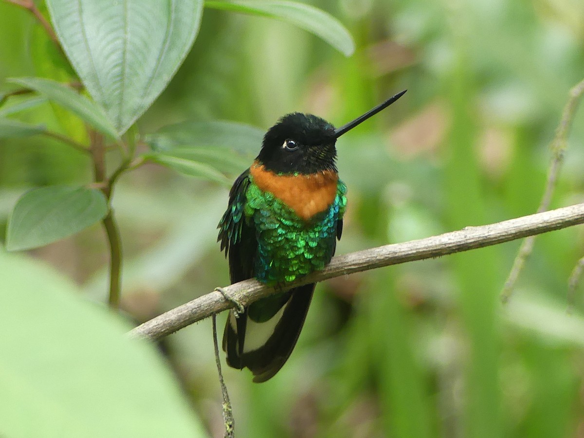 Gould's Inca - ML646908460