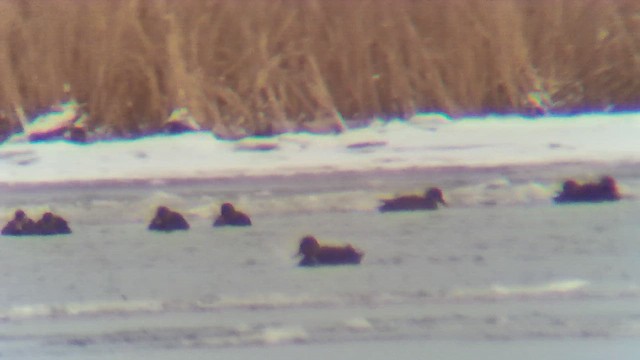 Common Merganser - ML646908471