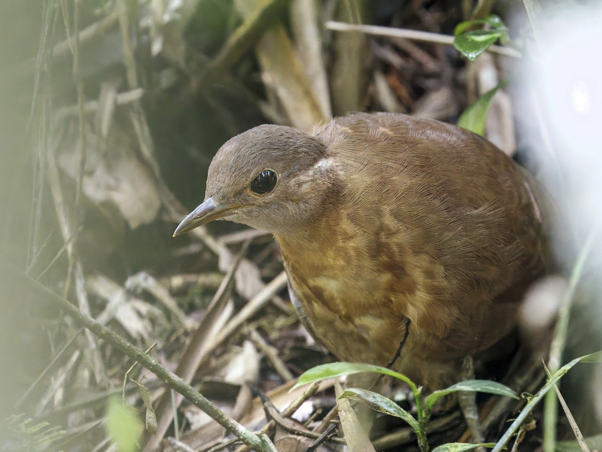 Brown Mesite - ML646908472