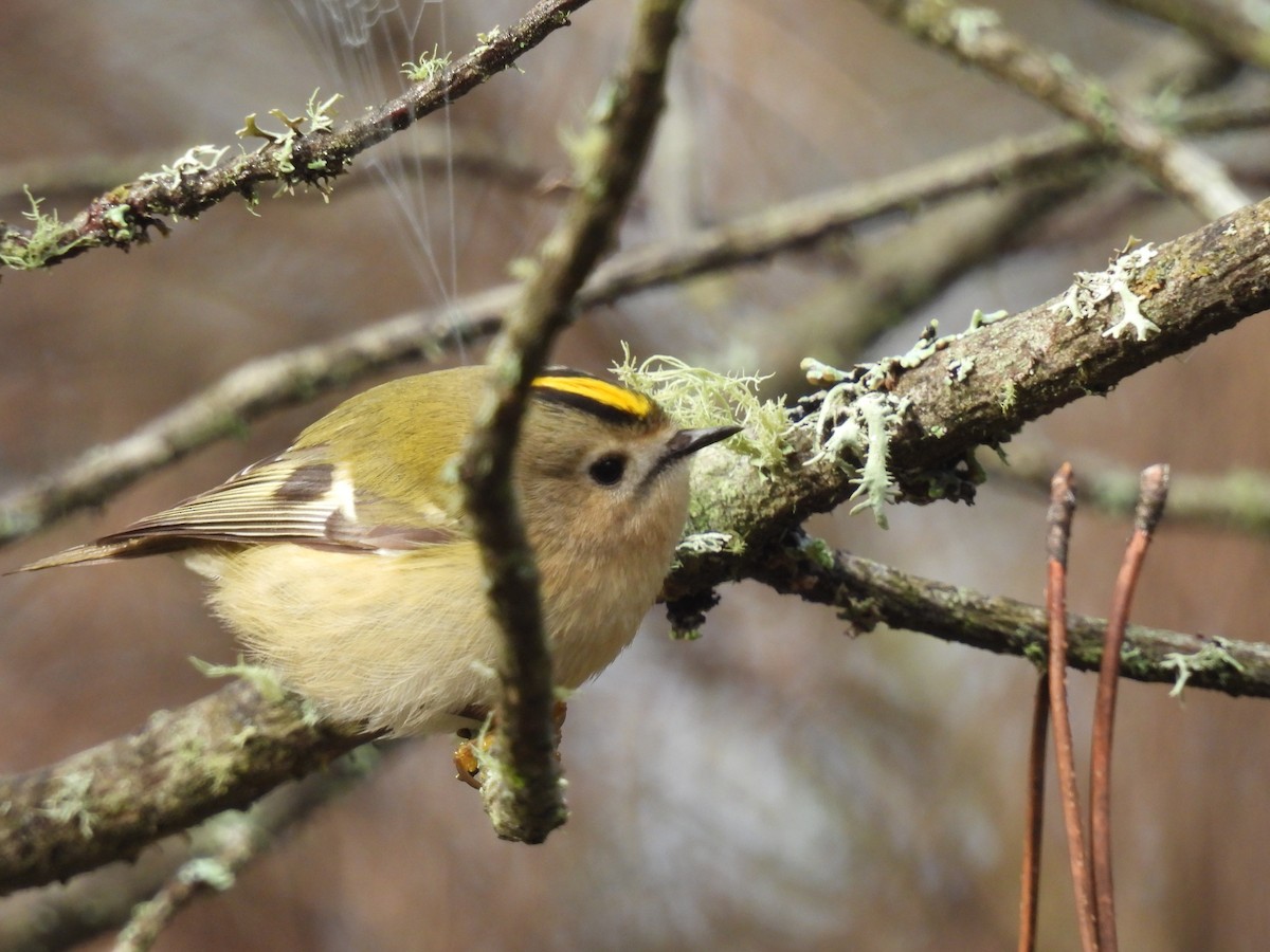 Goldcrest - ML646908474