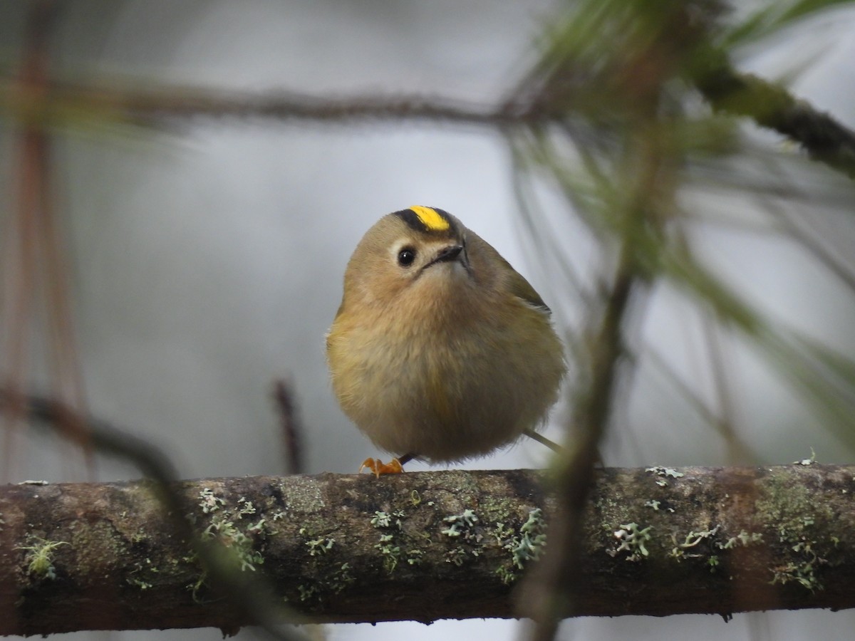 Goldcrest - ML646908475