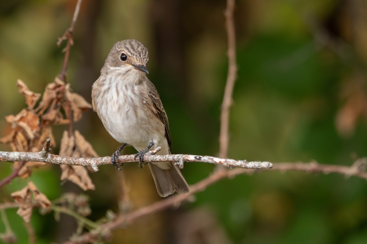 Spotted Flycatcher - ML646908476