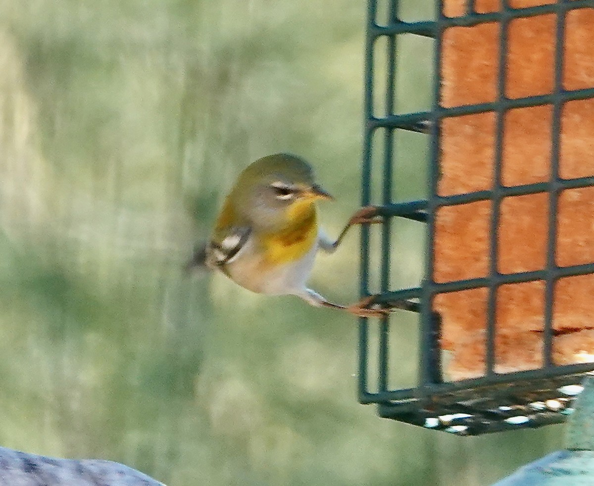 Northern Parula - ML646908477