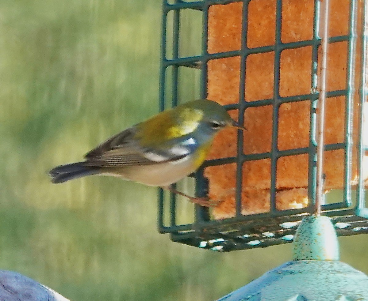 Northern Parula - ML646908478