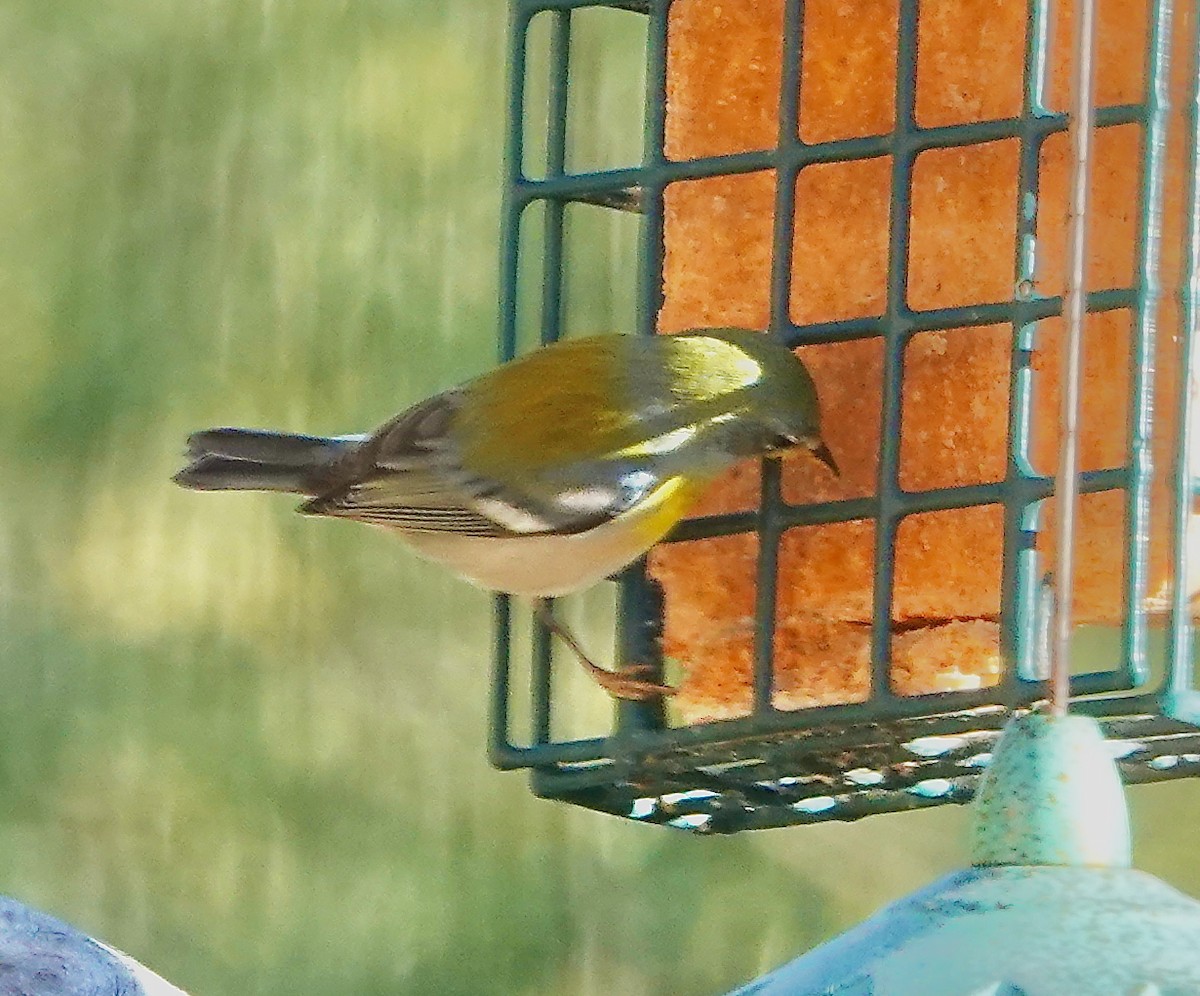 Northern Parula - ML646908479