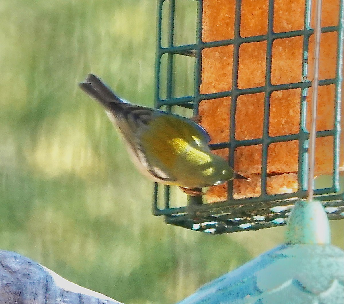 Northern Parula - ML646908480