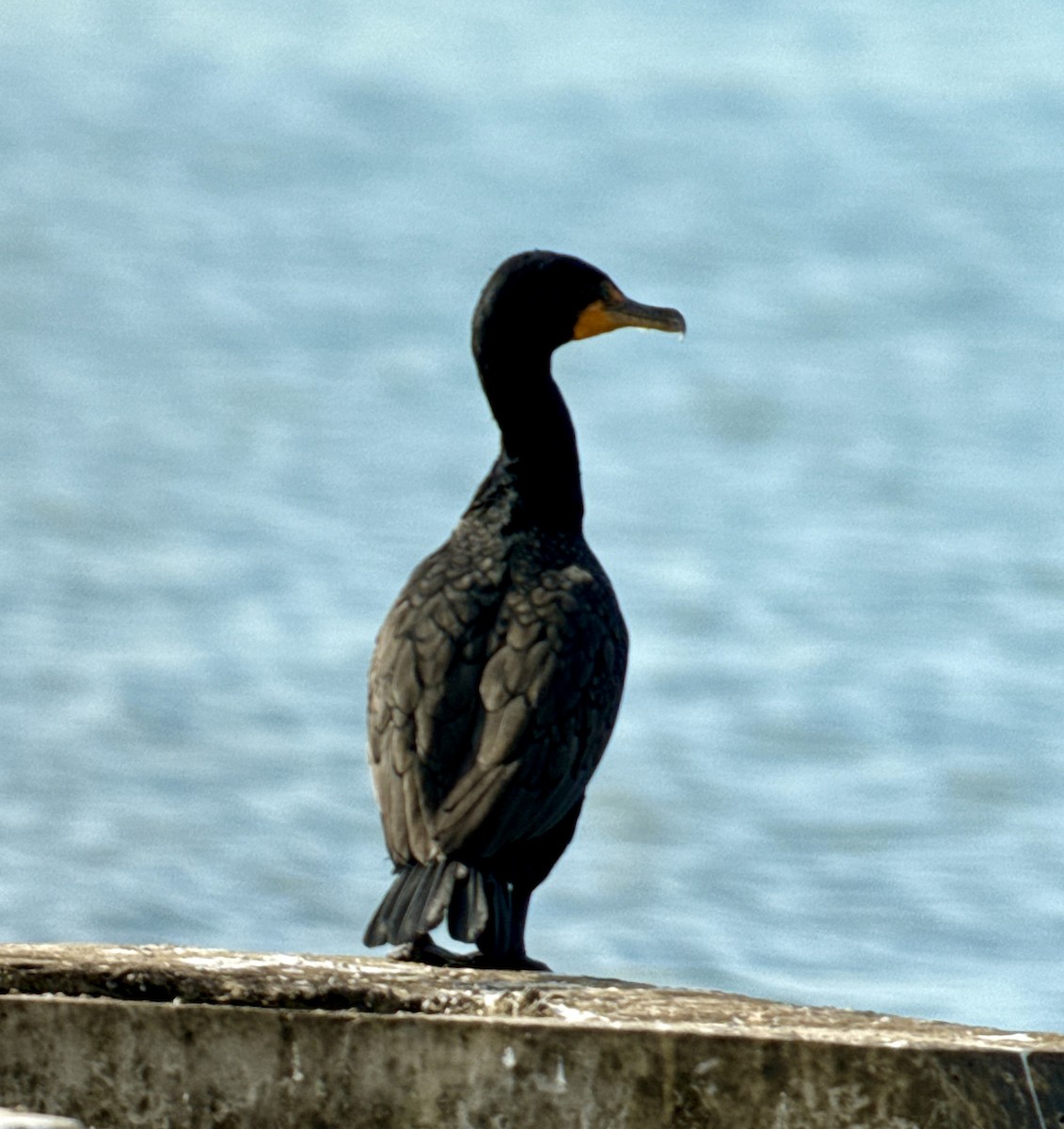 Double-crested Cormorant - ML646908481