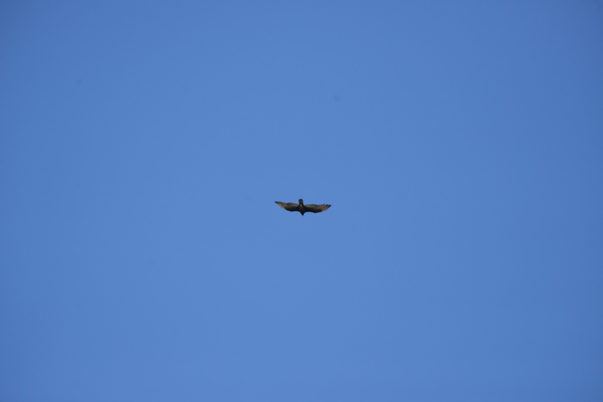 Hindi Akbabası - ML646908483