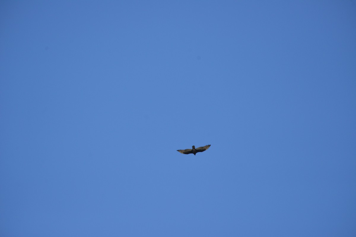 Hindi Akbabası - ML646908484