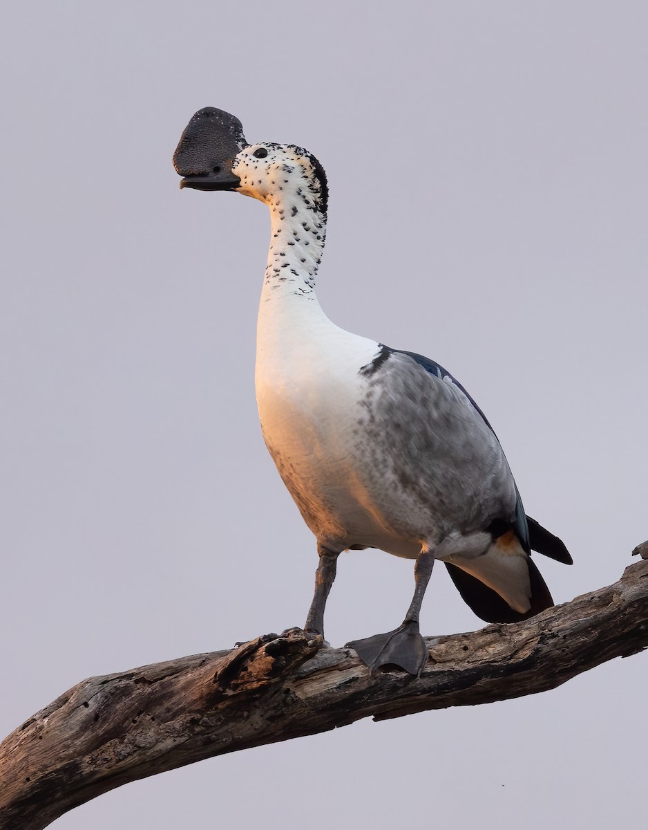 Glanzente - ML646908489