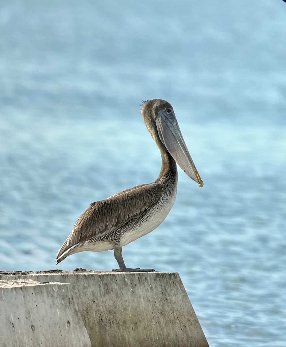 Brown Pelican - ML646908490