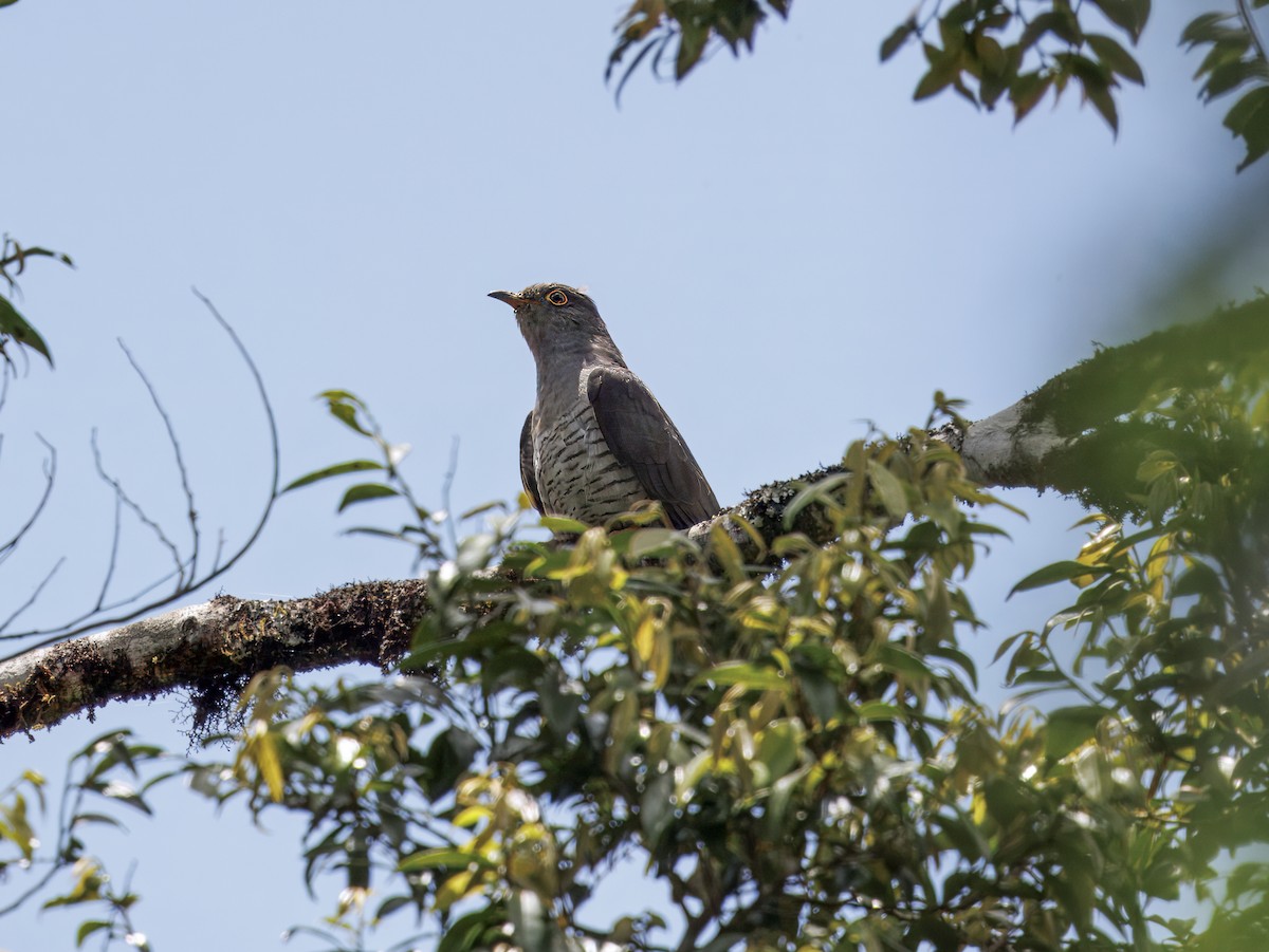 Madagascar Cuckoo - ML646908491