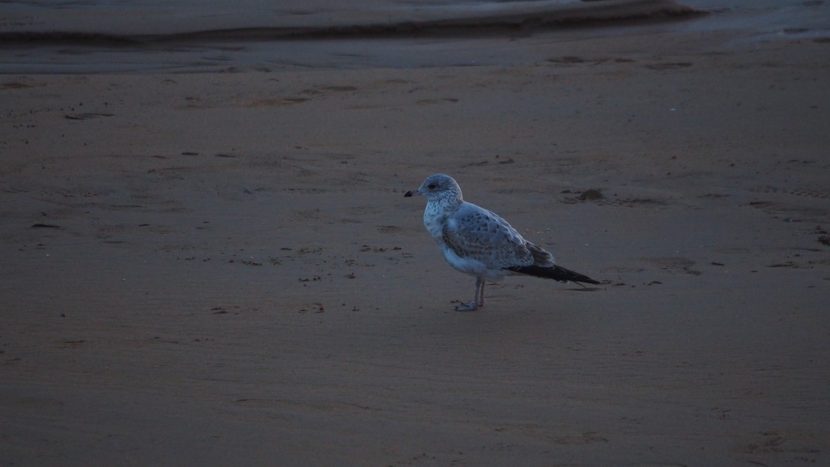 Ring-billed Gull - ML646908494