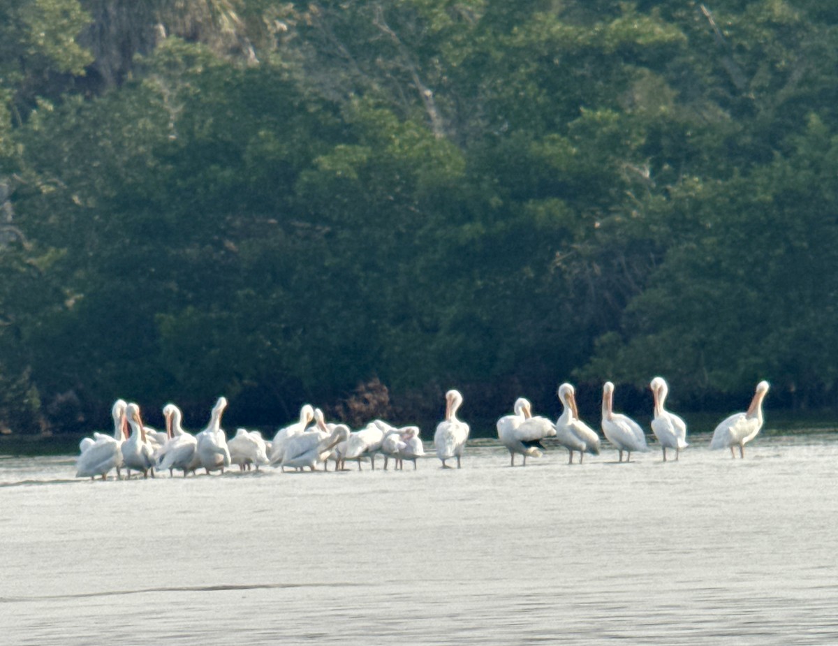 American White Pelican - ML646908501