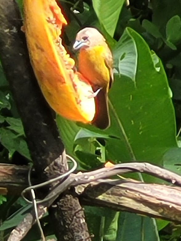 Scarlet-rumped Tanager - ML646908502