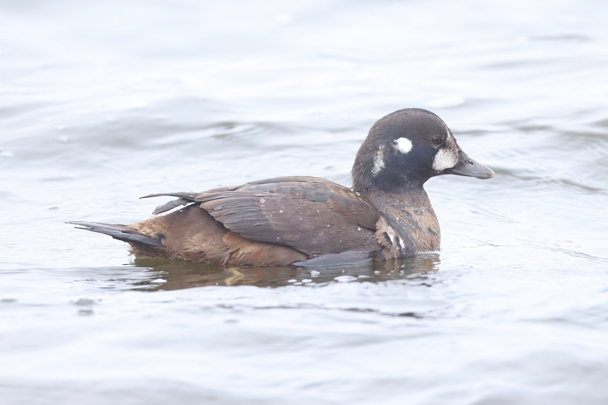 Ahate arlekina - ML646908503