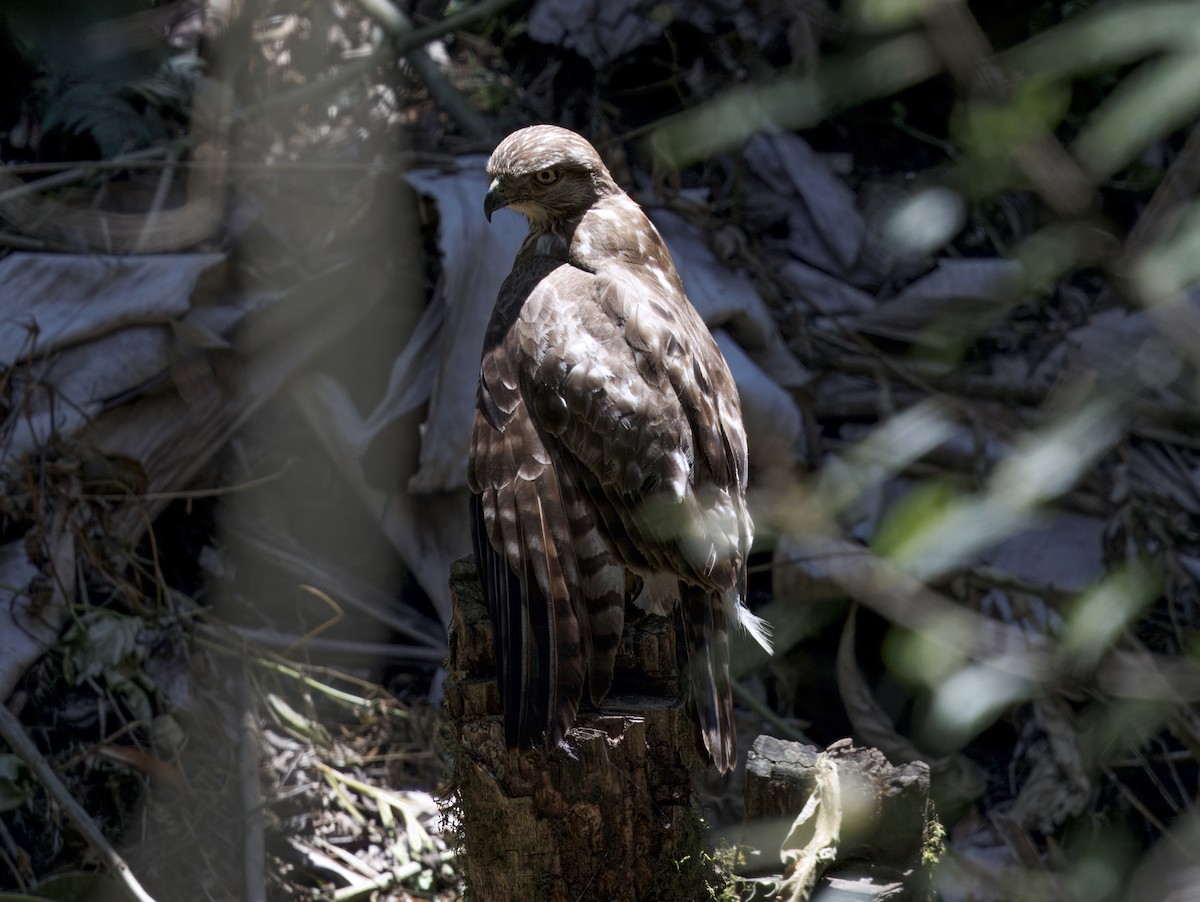 Madagascar Buzzard - ML646908504