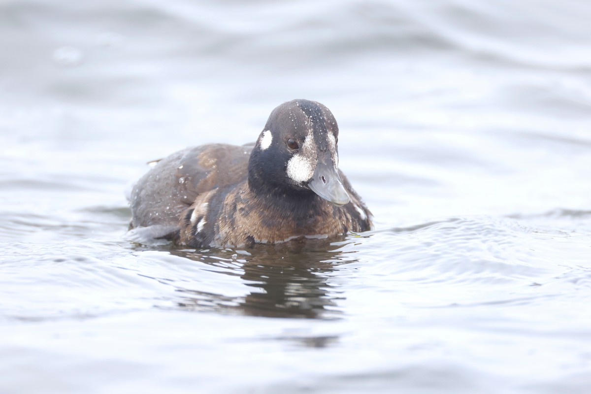 Ahate arlekina - ML646908506