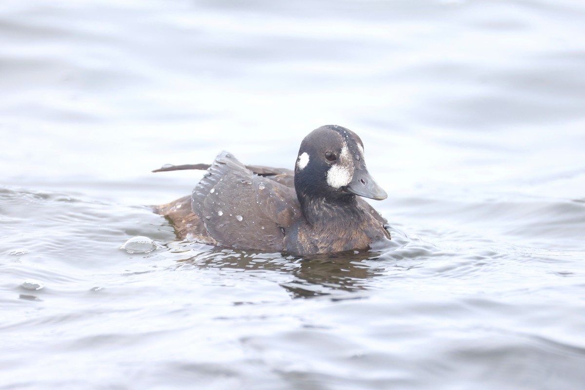 Ahate arlekina - ML646908507