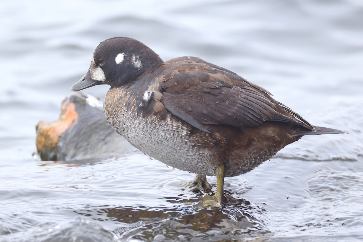 Ahate arlekina - ML646908509