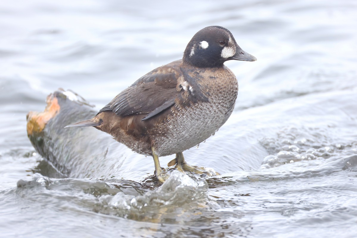 Ahate arlekina - ML646908510