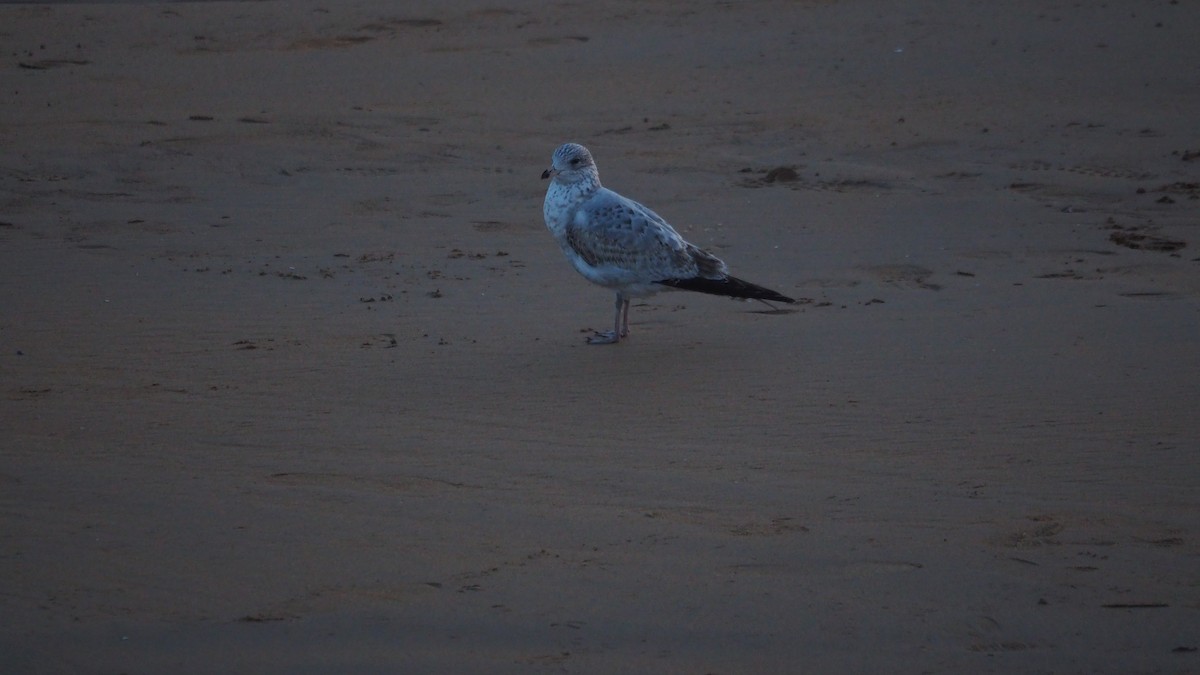 Ring-billed Gull - ML646908511