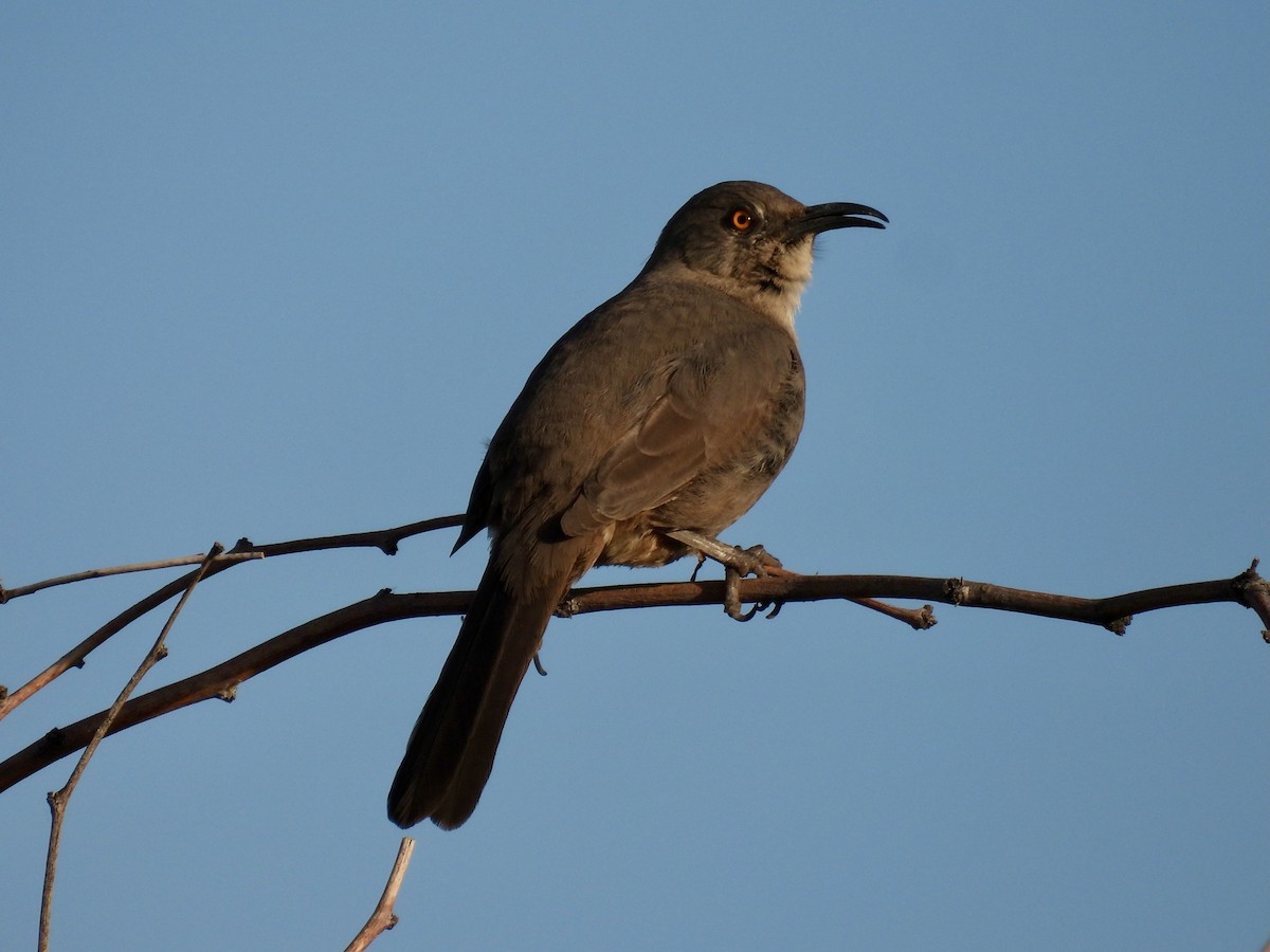 Curve-billed Thrasher - ML646908512