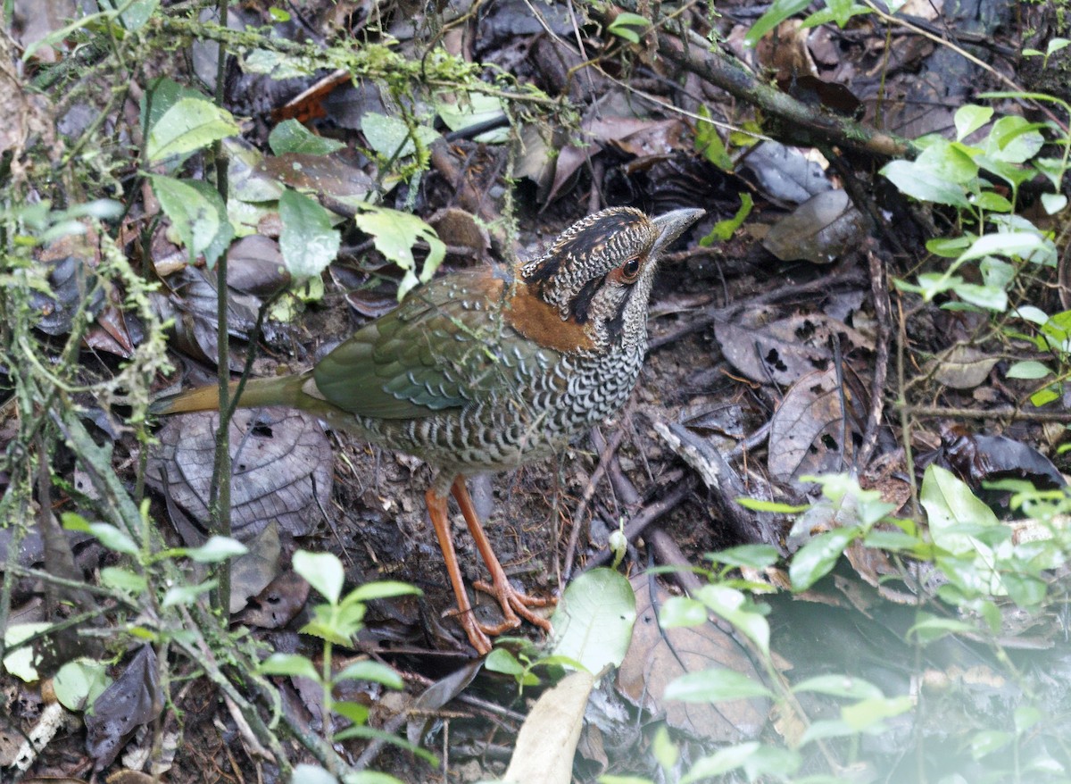 Scaly Ground-Roller - ML646908522