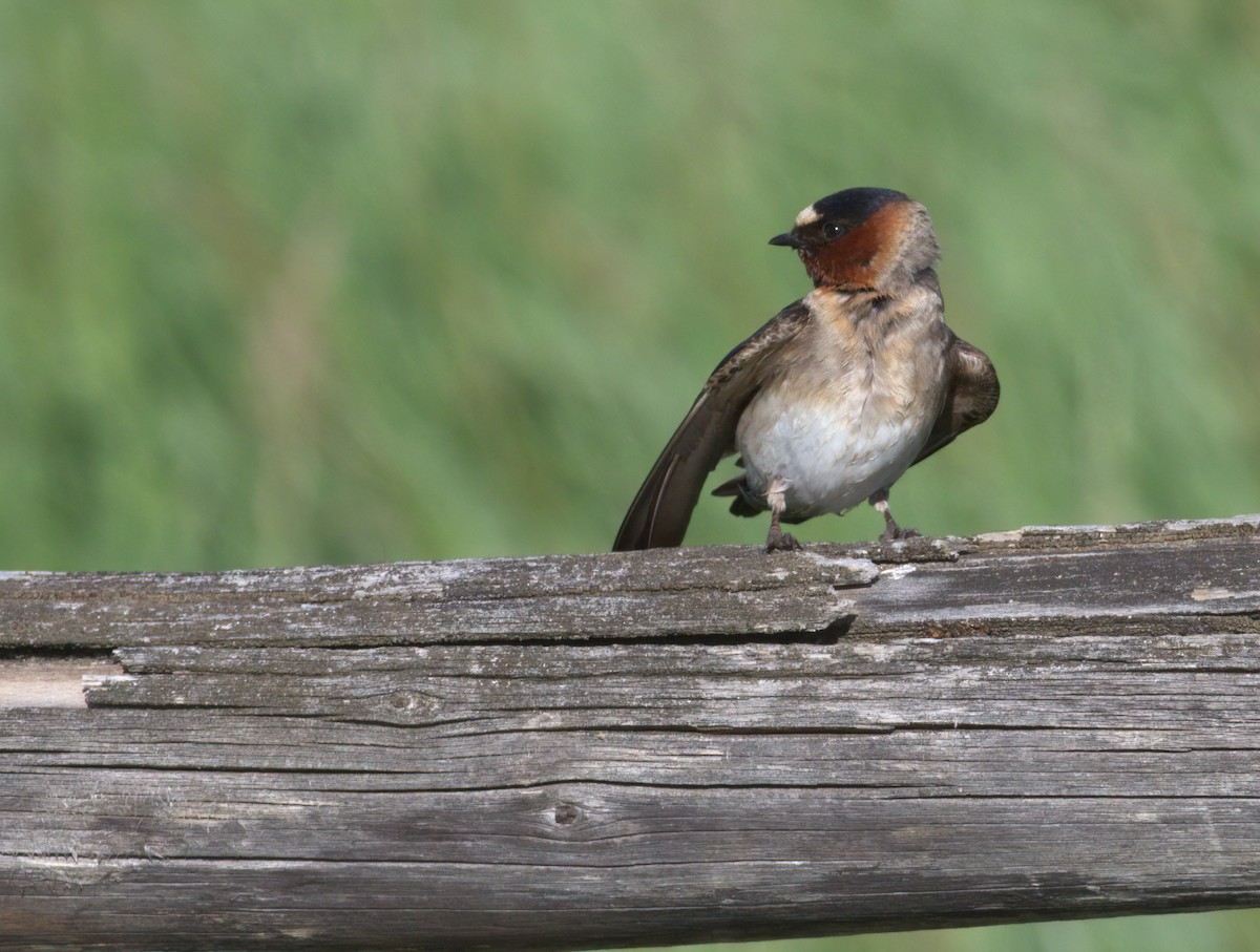 Cliff Swallow - ML646908525