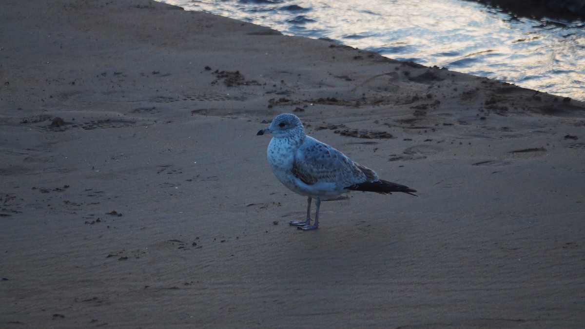 Ring-billed Gull - ML646908527