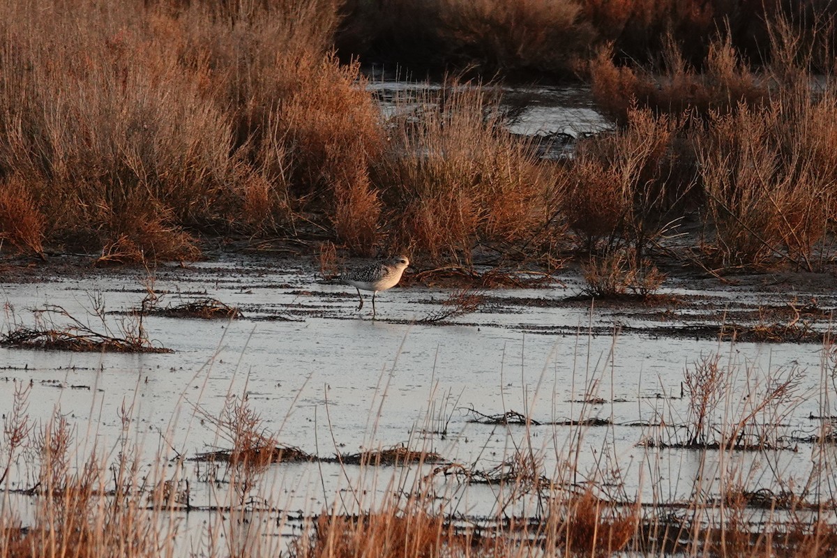 Txirri grisa - ML646908531