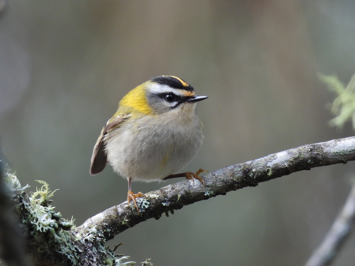 Красноголовый королёк - ML646908532