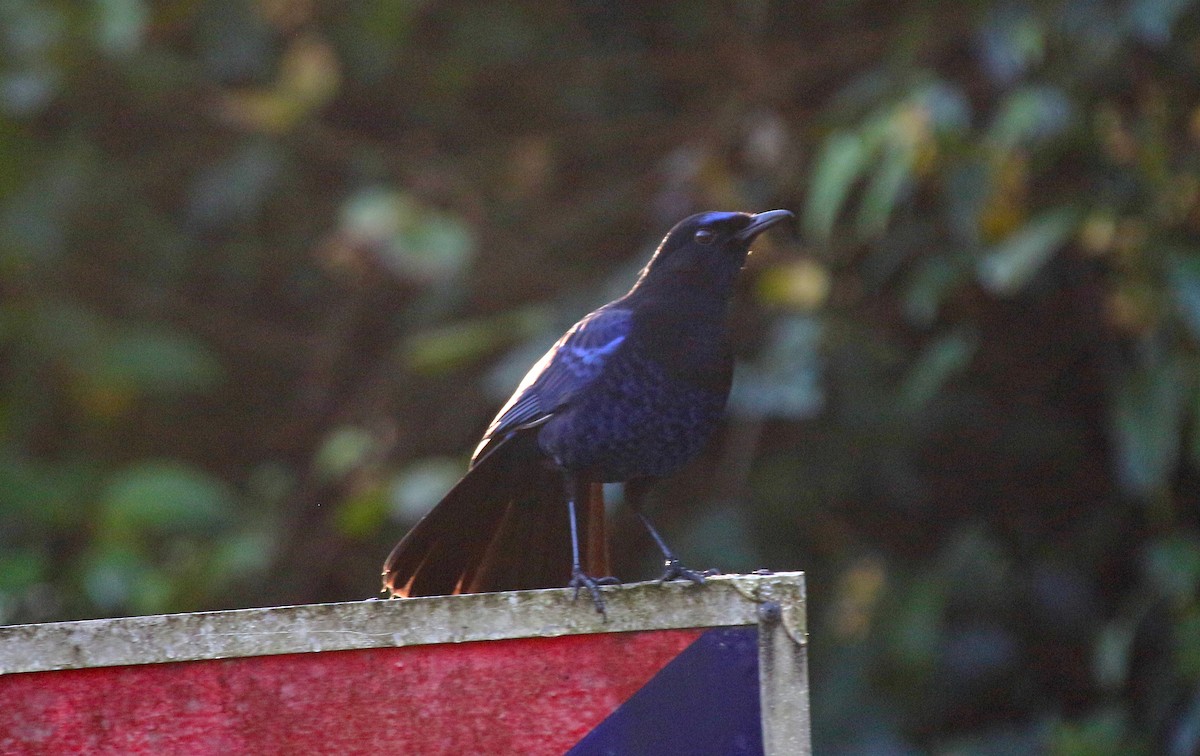 Malabar Whistling-Thrush - ML646908537