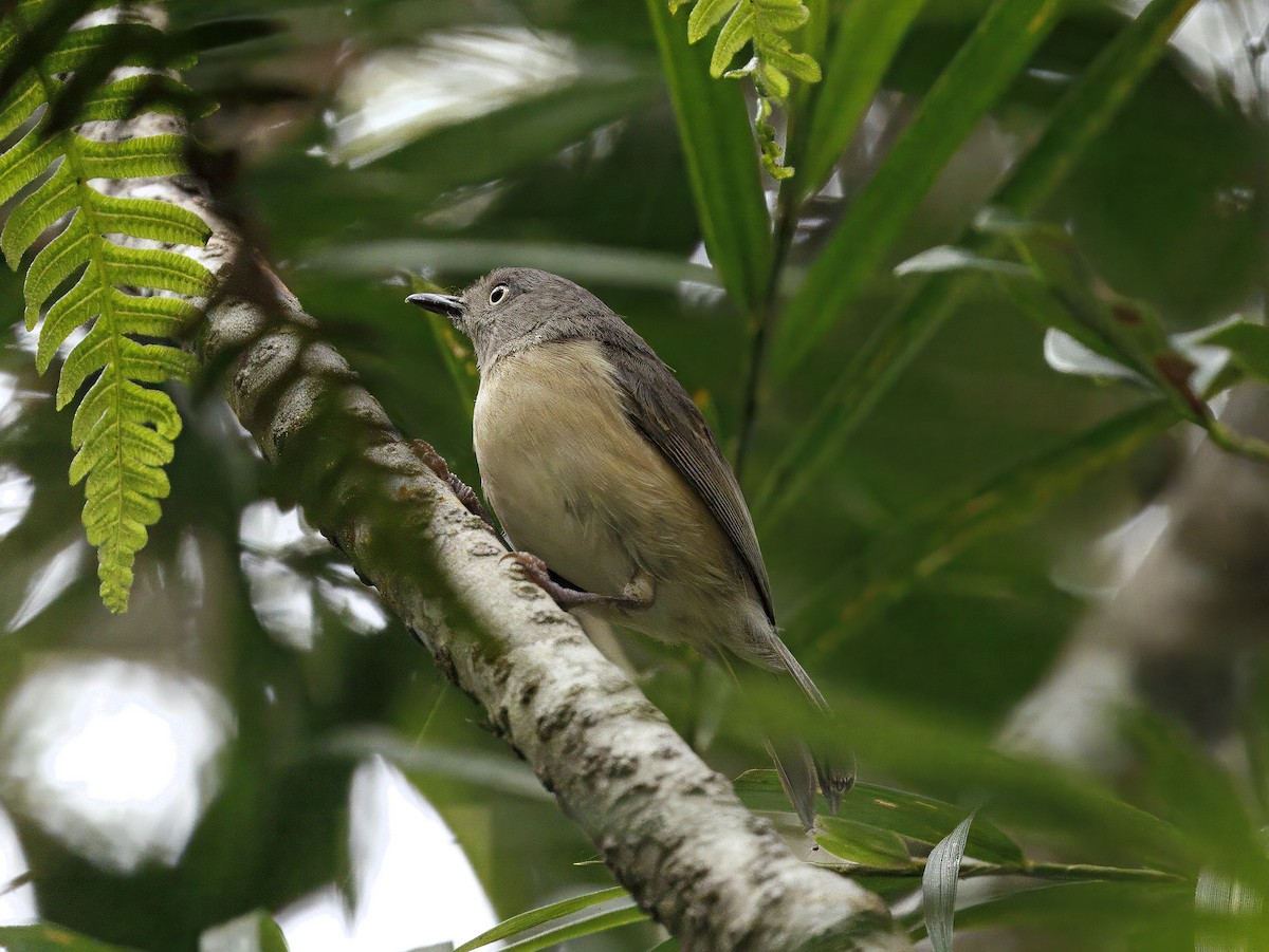 Common Newtonia - ML646908538