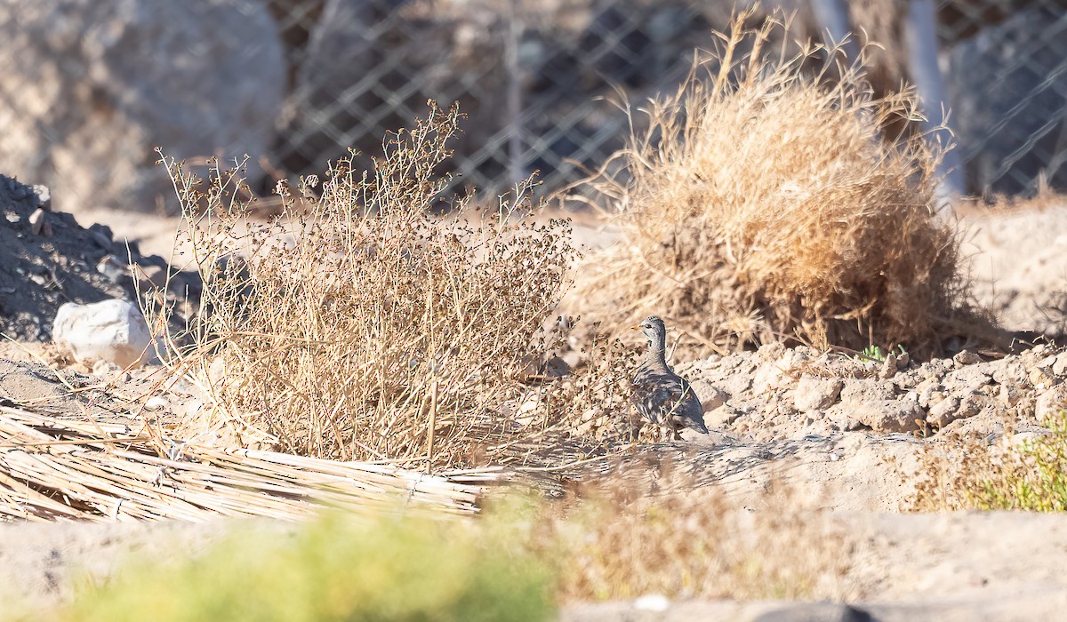 Sand Partridge - ML646908539