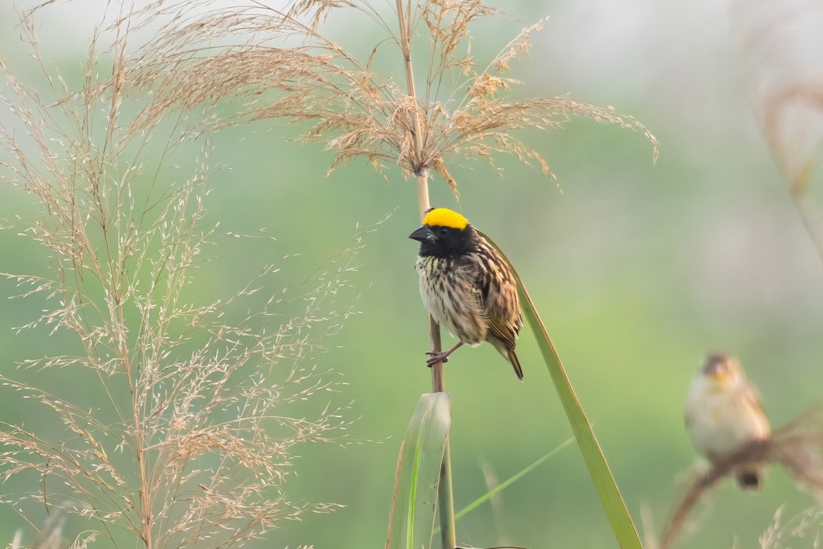 Txori ehule marraduna - ML646908541