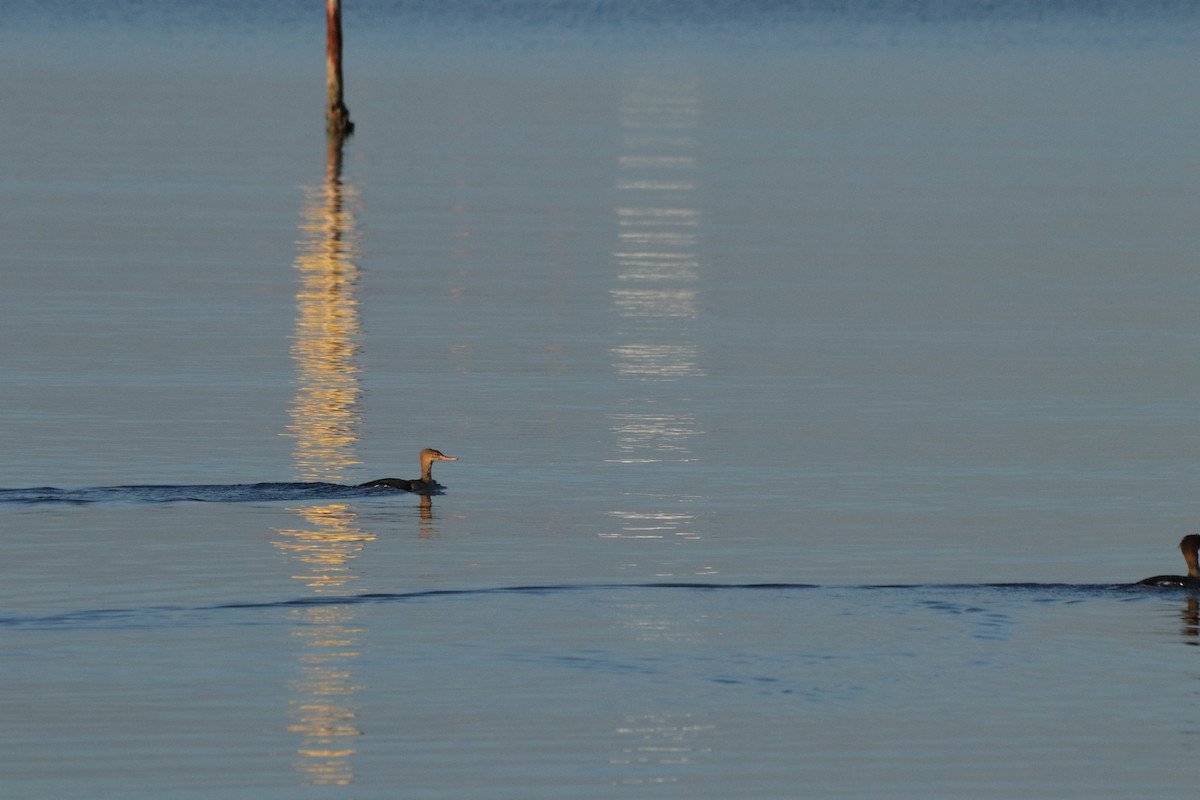 Red-breasted Merganser - ML646908543