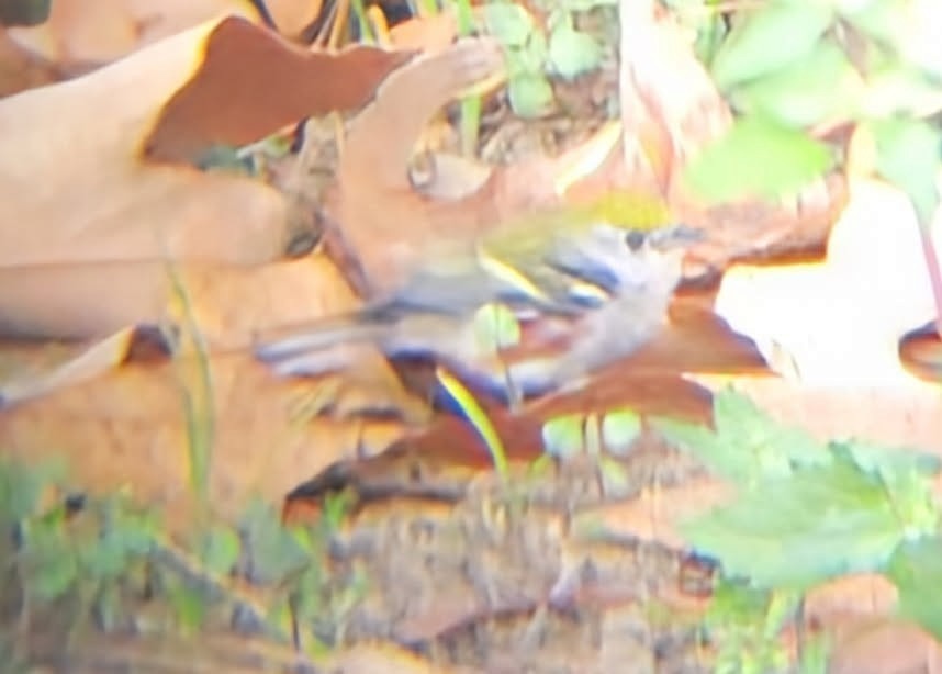 Paruline à flancs marron - ML646908552