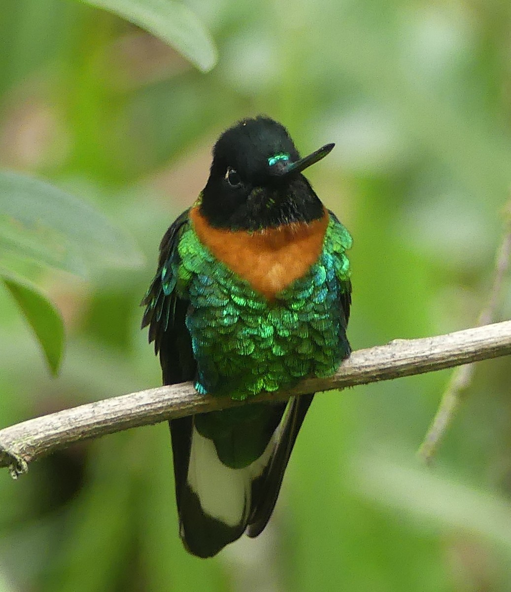 Gould's Inca - ML646908553